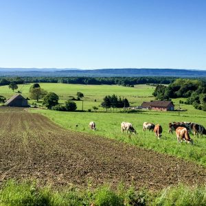 Franche Comte in France's Jura mountains - and The cows who keep the wheels of Comte cheese turning