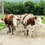 Franche Comte in France's Jura mountains - and The cows who keep the wheels of Comte cheese turning