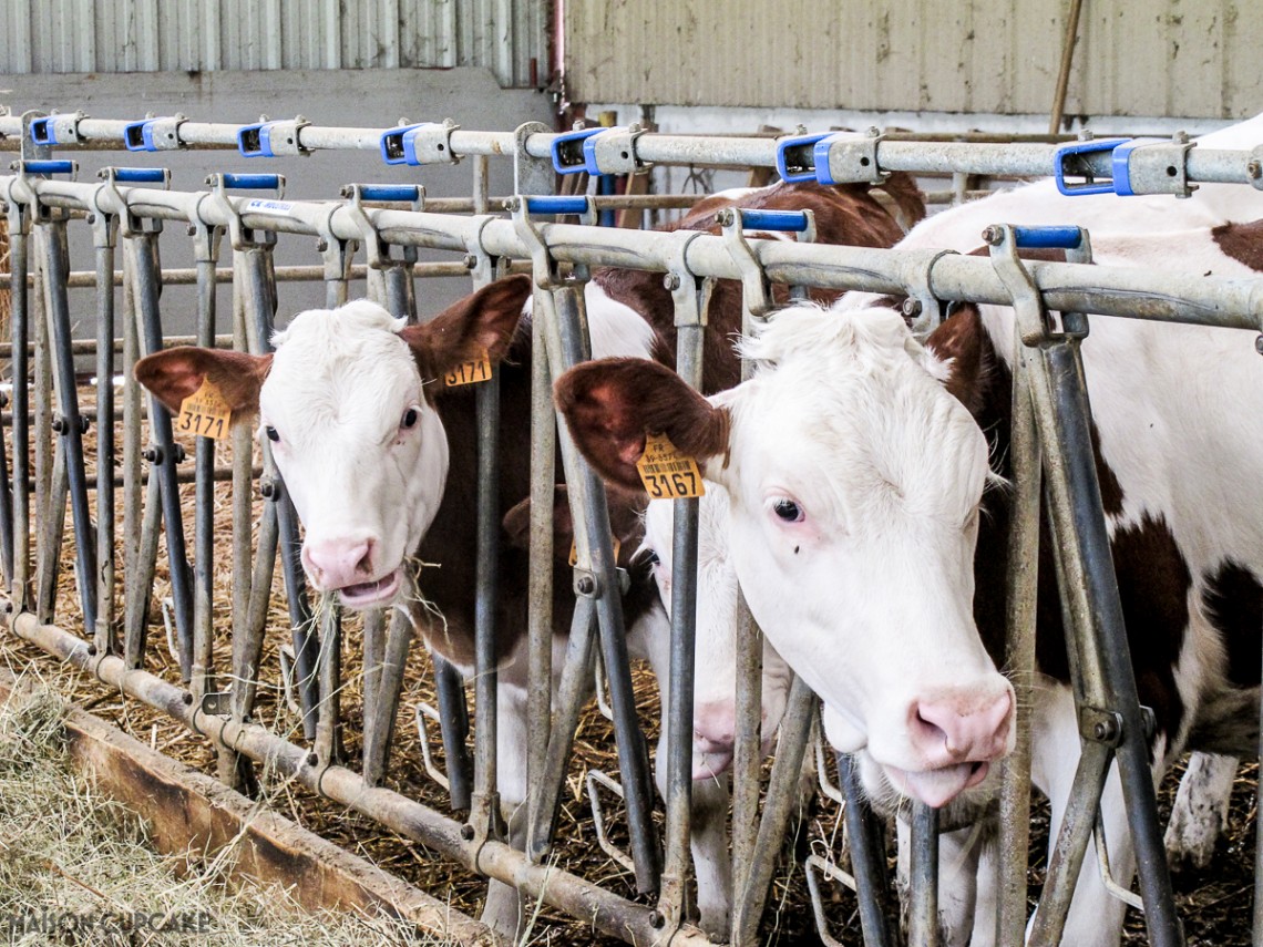 Baby calves in Franche Comte in France's Jura mountains - and The cows who keep the wheels of Comte cheese turning
