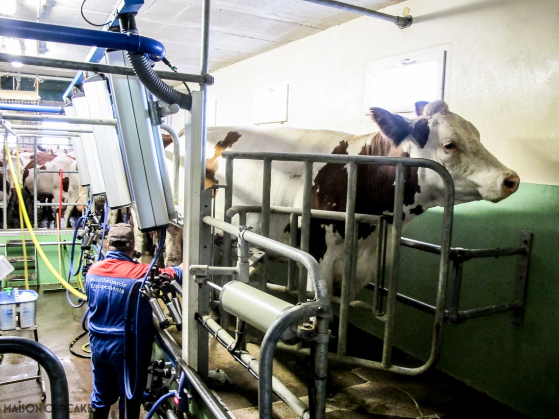 Milking the cows whose milk makes Comte cheese